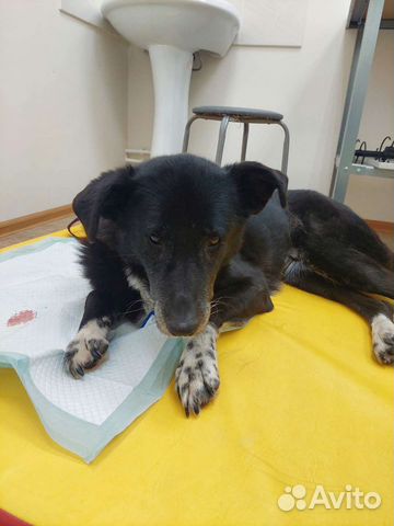 Собака сдаёт без дома