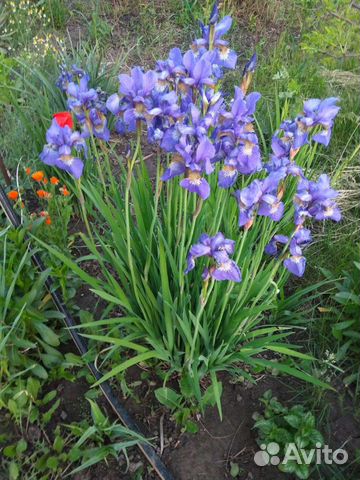 Сибирские ирисы, речной ирис