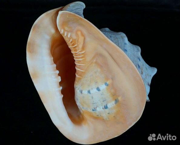 Продам: cassis cornuta раковина (Кипр)