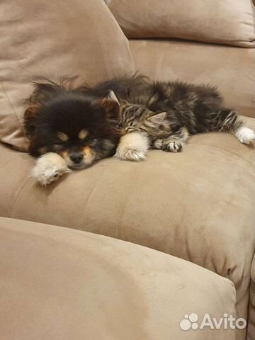 Передержка для собак