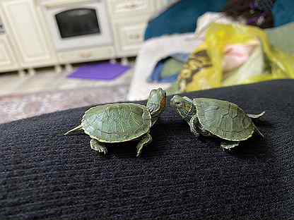 Черепахи самка и самец, корм, контейнер