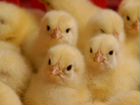 Бройлерные цыплята суточные, вывод 9 февраля 2022