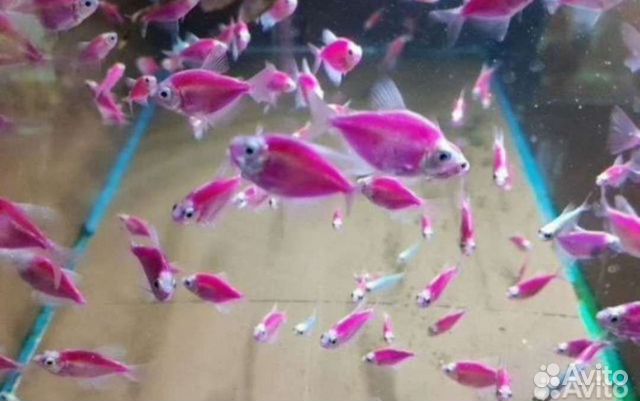 Рыбки данио тернеция барбус гурами гуппи в ассорт