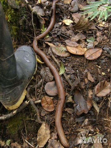 Черви калифорнийские владимирские старатель дендро