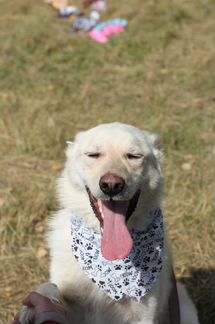 Славный пёс в дар