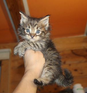 Котята Мейн кун от Саванны