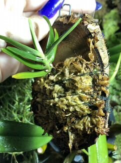 Орхидея Asco. Pusillum