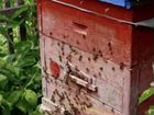 Продам 6 семей пчел, можно с ульями