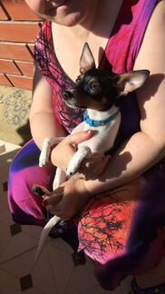 Американский той фокстерьер