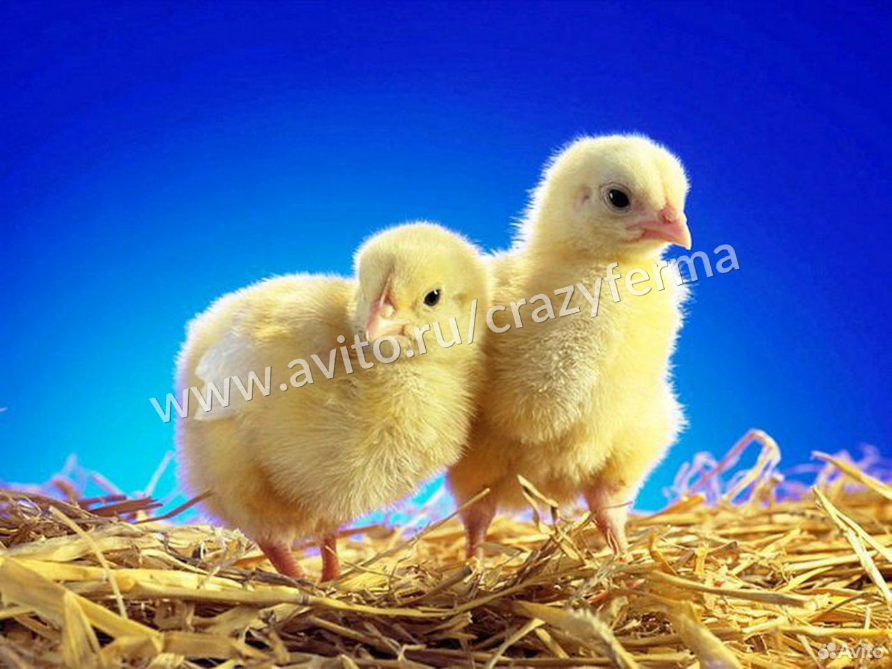 Цыплята бройлерные.Вывод круглый год купить на Зозу.ру - фотография № 1