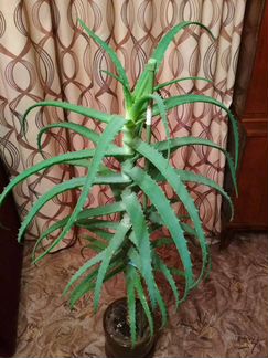 Алоэ (столетник) лечебный