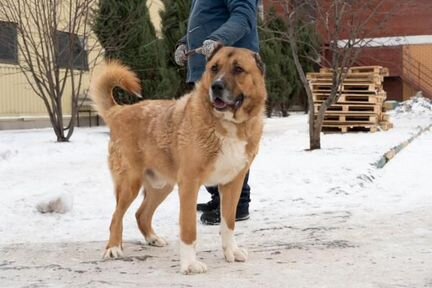 Алабай ищет хозяина