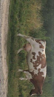 Корова - фотография № 9