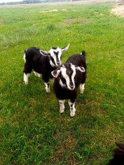 Дойные козы с дочками козочками - фотография № 3