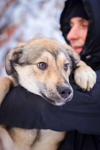 Щенок Джимми в добрые руки