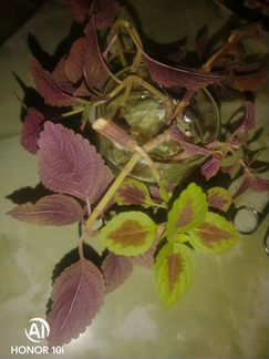 Колеус (Крапивка комнатная)