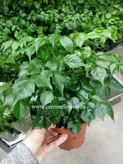 Радермахера Китайская