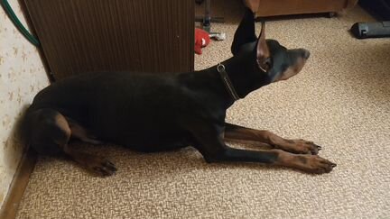 Доберман 8мес 