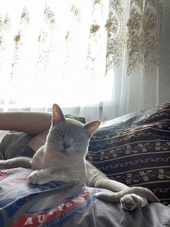 Бурманкий кот вязка
