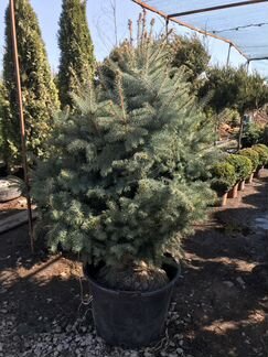 Ель голубая Фат Альберт 1 м. - 2.40 м