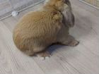Карликовый кролик вязка объявление продам