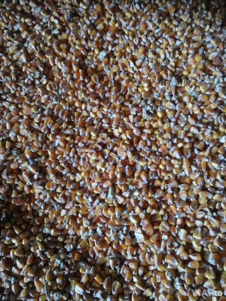 Комбикорм пшеница, ячмень, кукурузу, жмых 89376372071 купить 6