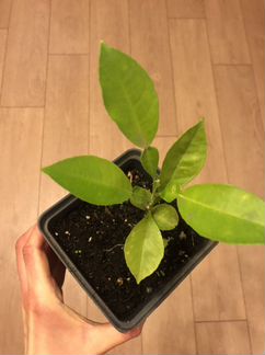 Финик домашний