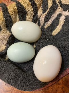 Цыплята,Инкубационное яйцо - фотография № 7
