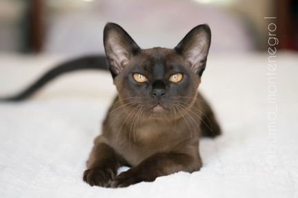 Последний Бурманский котенок из Черногории