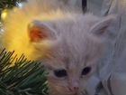 Котенок персиковый объявление продам