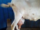 Чистопородная зааненская коза объявление продам