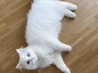 Сибирская кошка белая