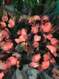 Растения из аукционов Голландии