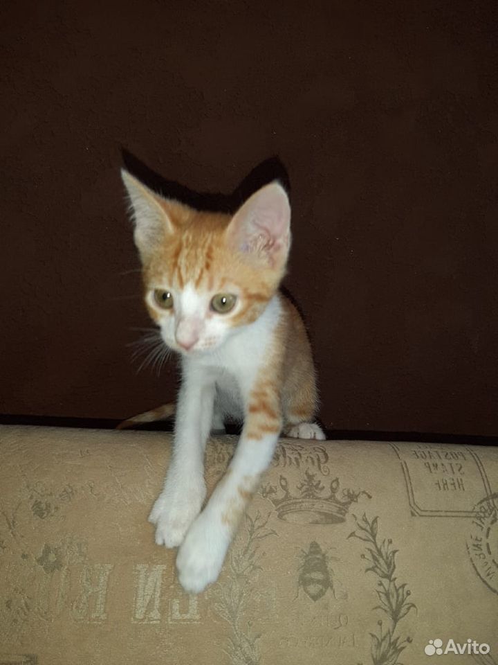 Котенок Рыжа ищет дом