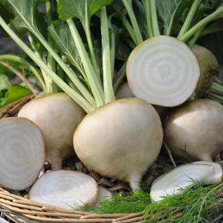 Аваланч семена белой свеклы (Bejo / Бейо)