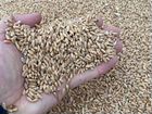 Пшеница россыпью 50 тонн объявление продам
