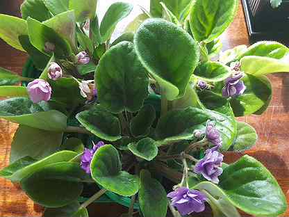 Сенполия узамбарская фиалка на подоконнике. Коллекция фиалок щербининой ольги. Фиалки нижний новгород. Купить фиалки рязань авито. Фиалка summer comfort.