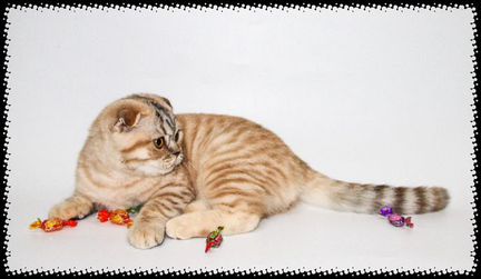 Редчайший котенок - кот черепахового окраса