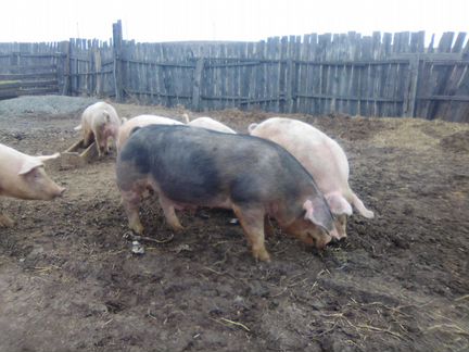 Поросята- мясное направление свиней - фотография № 5
