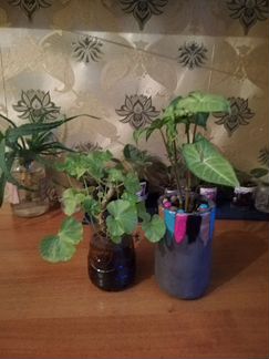 Сансевиерия