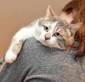 Кот Вильям в знающие руки