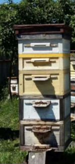 Продам Ульи с пчёлами и без - фотография № 2