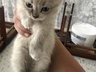 Продам сиамских вислоухих котят объявление продам