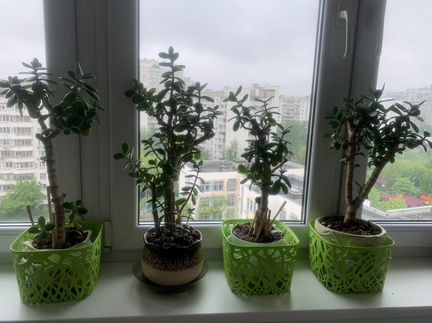 Денежное дерево обладает положительной энергетикой