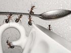 Обработка от насекомых (тараканы,клопы, муравьи и