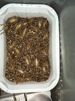 Сверчки, бражник, тараканы