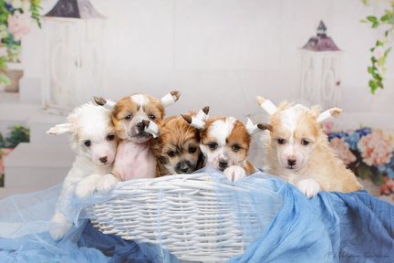 Чудесные малыши китайской хохлатой собаки