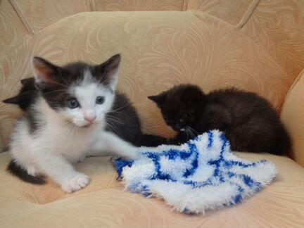 Котят кому на счастье два месяца Русский биколор