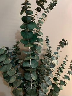 Эвкалипт бейби