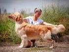 Высокопородный щенок (кобель) голден ретривера объявление продам